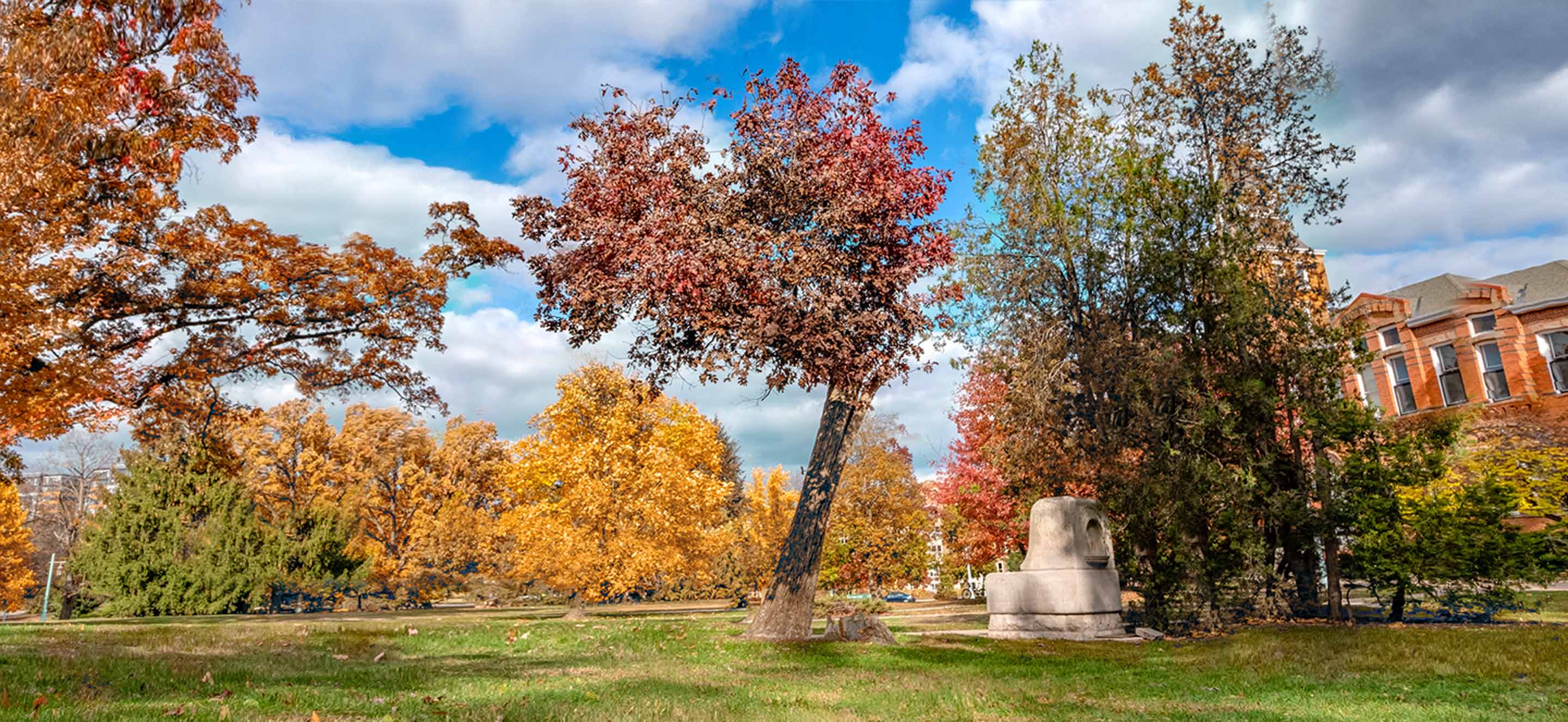 The Resilient Oak